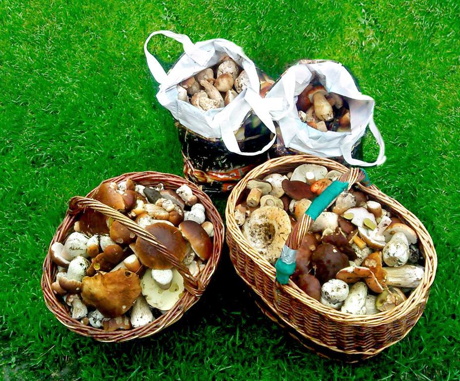 Penzion Muflon Bela nad Radbuzou Luaran gambar